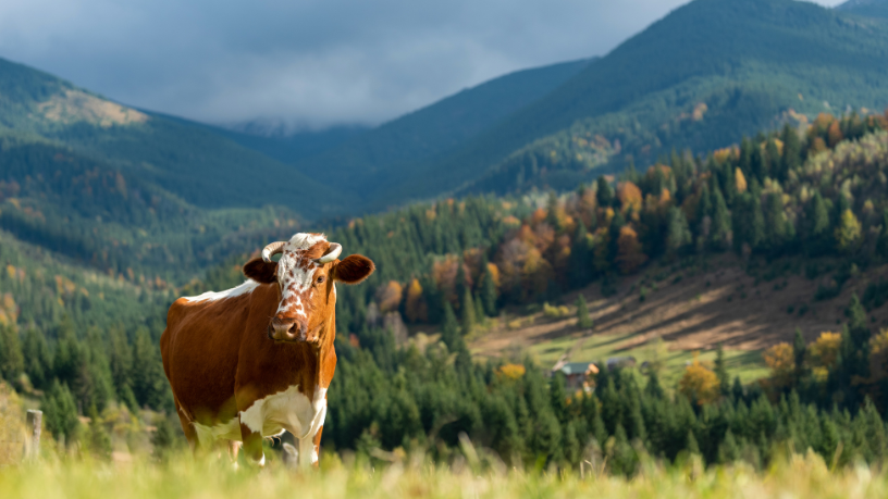Agropecuária Grama Roxa Ltda
