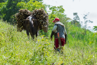 Agropecuária Grama Roxa Ltda
