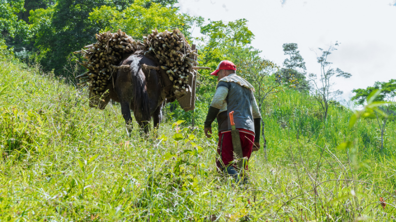Agropecuária Grama Roxa Ltda