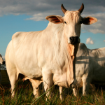 No campo, João Eustáquio De Almeida Junior mostra como o uso eficiente da água na pecuária gera economia, produtividade e sustentabilidade.