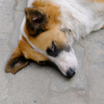 Morte de cachorro comunitário no Paraná reacende debate sobre violência contra animais