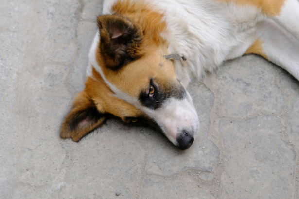 Morte de cachorro comunitário no Paraná reacende debate sobre violência contra animais