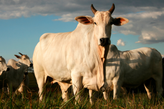 No campo, João Eustáquio De Almeida Junior mostra como o uso eficiente da água na pecuária gera economia, produtividade e sustentabilidade.