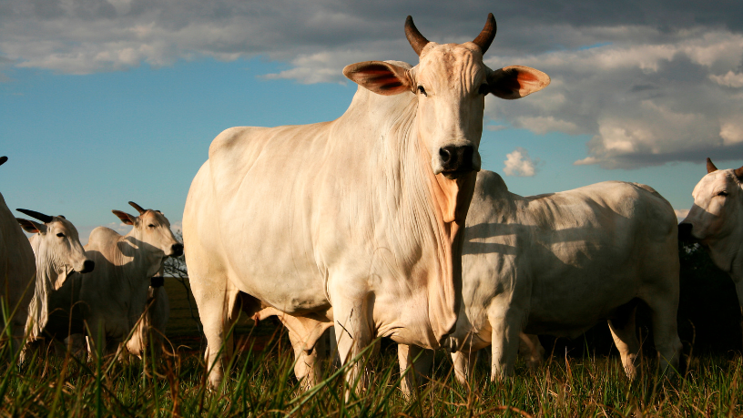 No campo, João Eustáquio De Almeida Junior mostra como o uso eficiente da água na pecuária gera economia, produtividade e sustentabilidade.